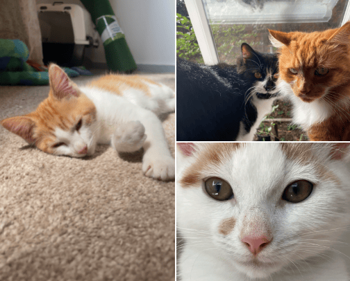 Cats & Kittens 🐾 cover photo collage