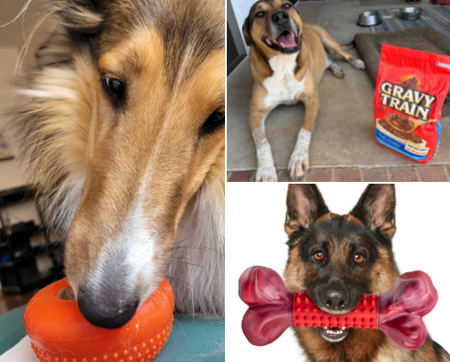Pet needs cover photo collage