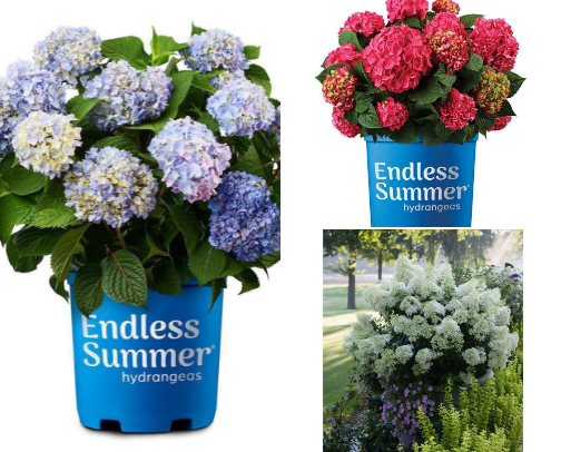 Plants I’m Loving for Spring Gardening and Easy Outdoor Spaces cover photo collage