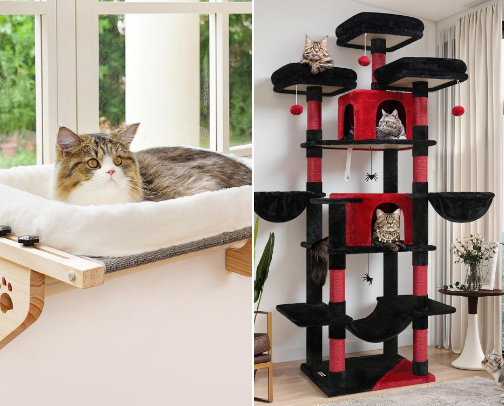 Feline Wellness: Bio-Acoustic Therapy & Shared Relaxation cover photo collage