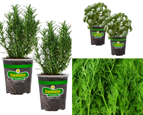 From Dirt to Dinner cover photo collage