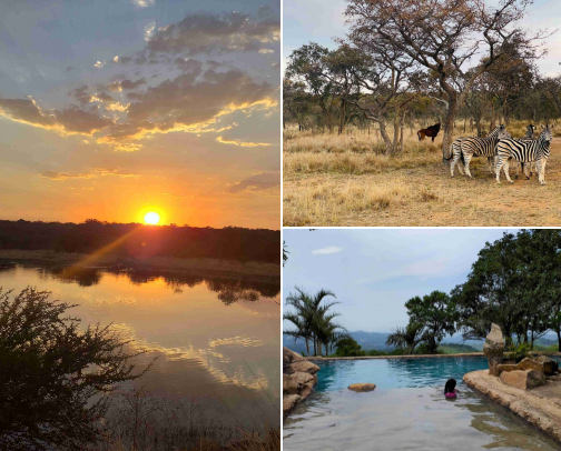 Pawsitively Thrilled On These Safari Adventure & Botanical Parks cover photo collage