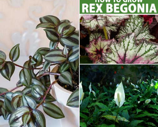 Beginner plant parent? So what!! No experience, no worries cover photo collage