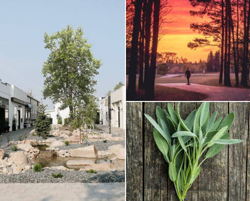 My top local recs cover photo collage