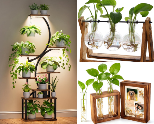 The Houseplant Glow-Up cover photo collage