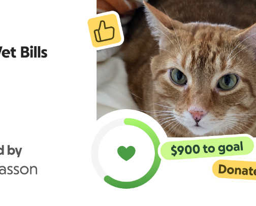 My Cat's Gofundme cover photo collage