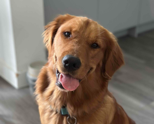 the best tried & tested puppy products cover photo collage