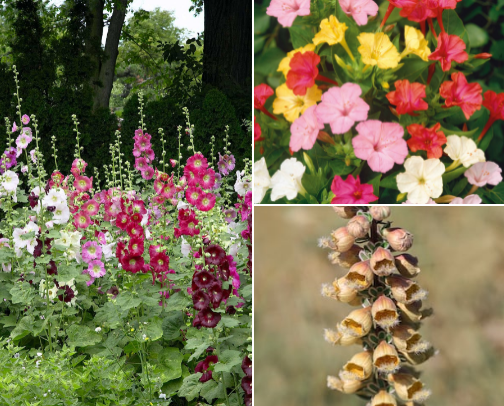 Cottage Garden Ideas 2025 cover photo collage