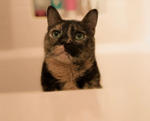 #1 Cat Mom cover photo collage