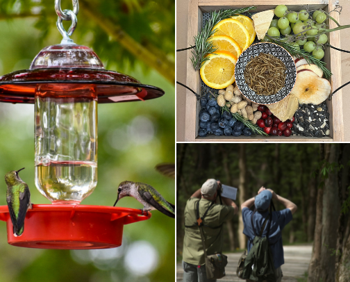 This one is for the birds! cover photo collage