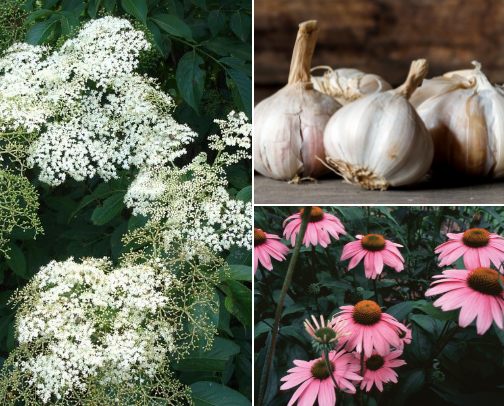 Immune Support Essentials cover photo collage