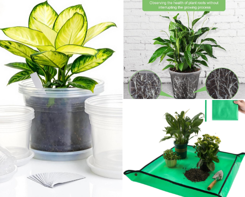 Are you new to PLANTS? Here's what you need! cover photo collage
