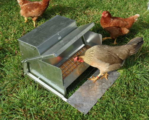 Everything chickens and ducks 🦆🐣 cover photo collage