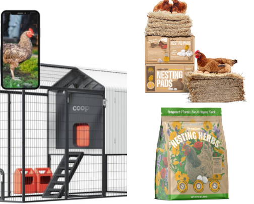 CHICKENS cover photo collage