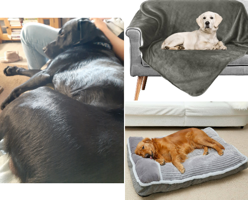 Everything doggie For the Motorhome🐾 cover photo collage