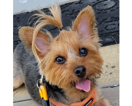 My Fav Fur Baby Finds cover photo collage