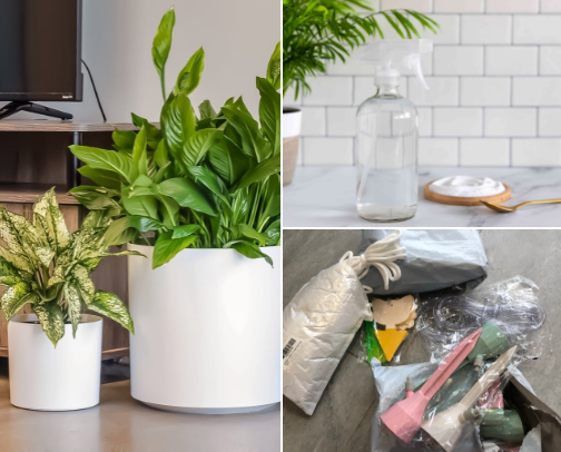Inside home plants must have. cover photo collage