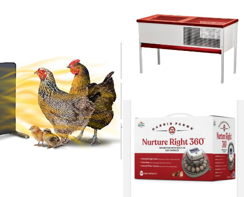 Farm Fresh Eggs cover photo collage