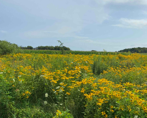 If you like to step outside in the Midwest, take a look cover photo collage