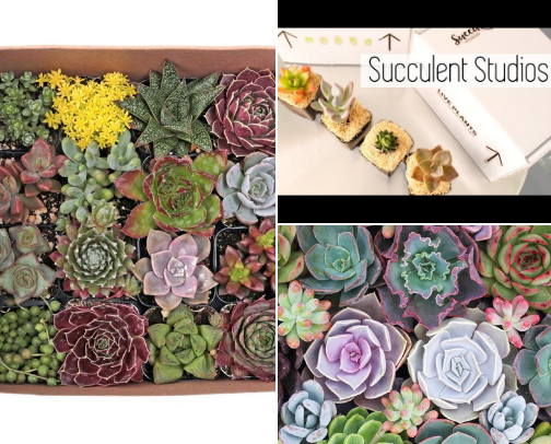 Succulent Plants cover photo collage