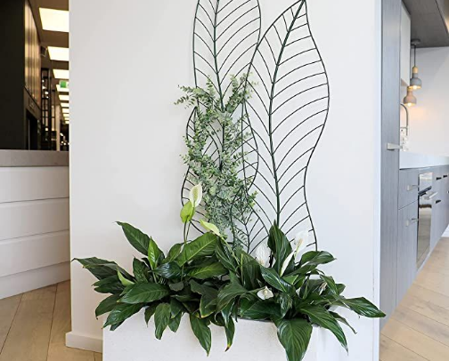 Indoor Jungle: Houseplants, Planters & Plant Care Must Haves cover photo collage