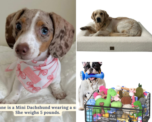 Paws & Style – Chic Finds for Fashion-Forward Pets cover photo collage