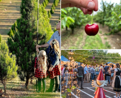 A South Australian Christmas! 🎄 cover photo collage