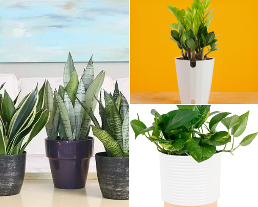 🪴 15 Best Indoor Plants for US Homes & Apartments cover photo collage