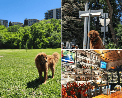 Pet Friendly SLC cover photo collage