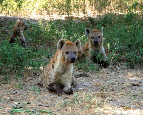 best places to visit when you come to The Gambia 🇬🇲 cover photo collage