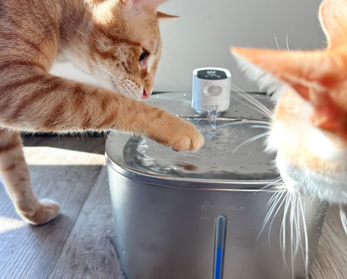 Must-Have Basics for Cats cover photo collage