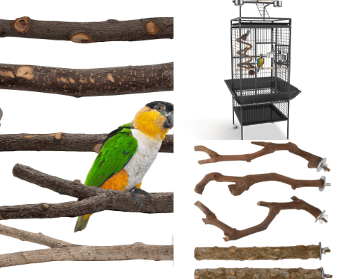 Best bird essential items cover photo collage