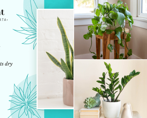 Plants we need at Home 🏡 cover photo collage