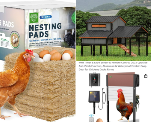 Cluck Yeah!  Fresh Eggs Start Here cover photo collage