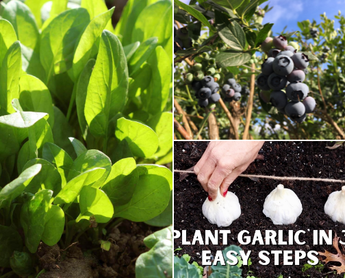 Top 14 Health-Packed Fruits & Veggies to Grow at Home cover photo collage