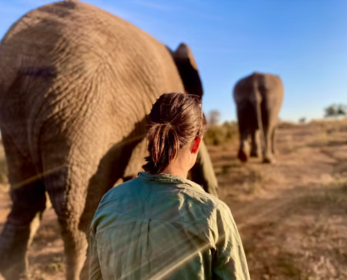 Zimbabwe Travel Recommendations cover photo collage