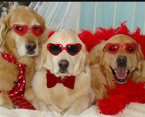 Who let the dogs out? cover photo collage
