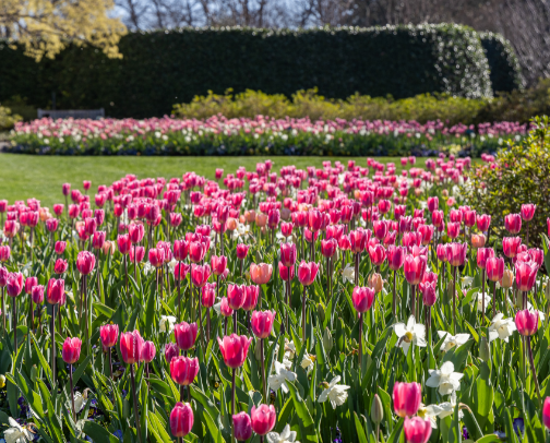 DFW Things to do by Month cover photo collage