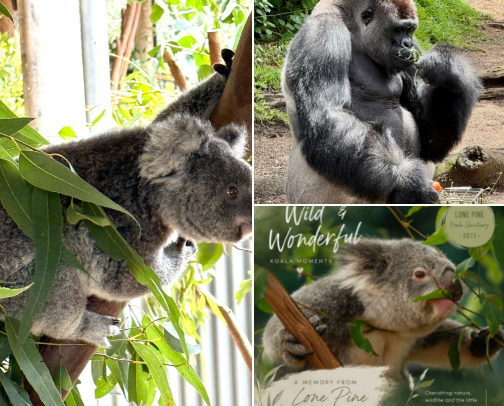 Animals cover photo collage