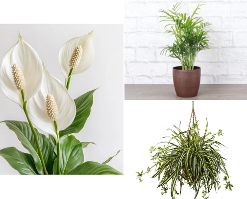 Best Indoor Green Plants for Aesthetic Home Vibes cover photo collage