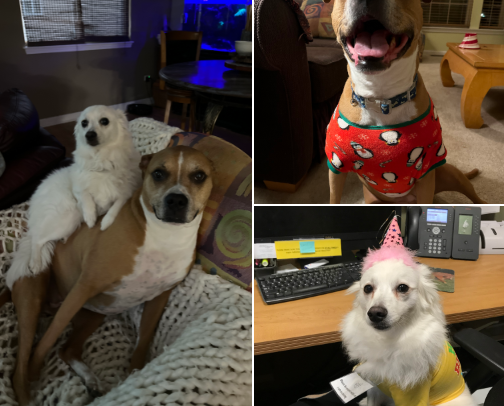 Pup Stuff cover photo collage