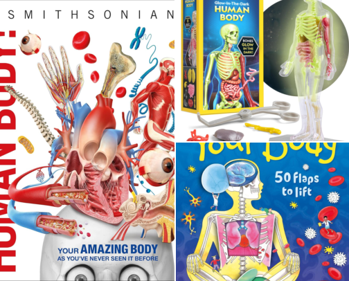 Human Body Learning for Kids cover photo collage