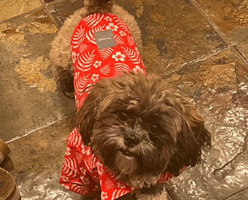 Pet Essentials cover photo collage