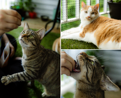 Cat things my cats actually enjoy cover photo collage