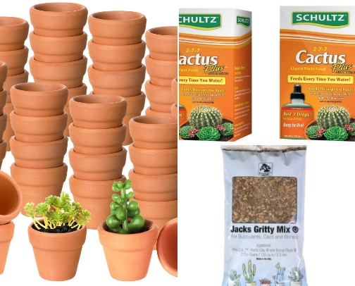 Succulent love: what keeps my plants happy cover photo collage