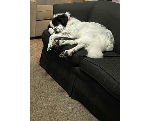Pet items for my Great Pyrenees/St Bernard mix, Jerry cover photo collage