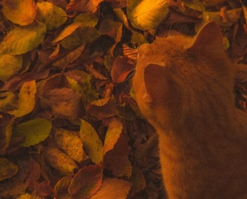 How to romanticize your fall outfits cover photo collage