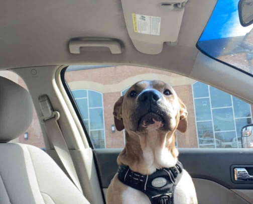 From one dog mom to another! cover photo collage