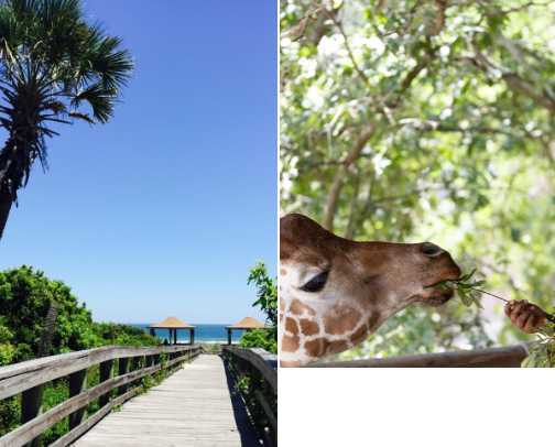 Fun things to do with the littles in Jax Florida! cover photo collage