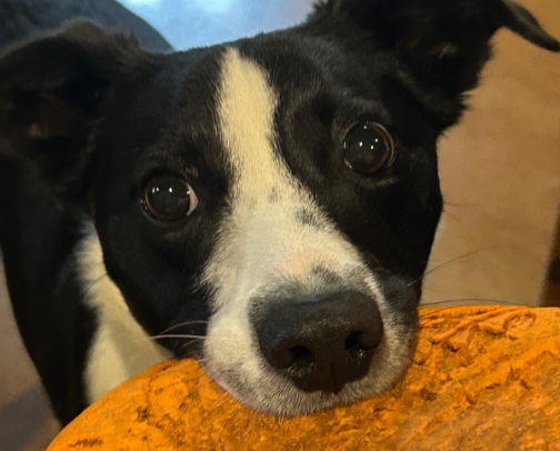 My Favorite Dog Finds! cover photo collage